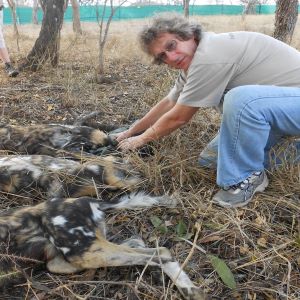 Jeremy Borg tagging Wild Dogs