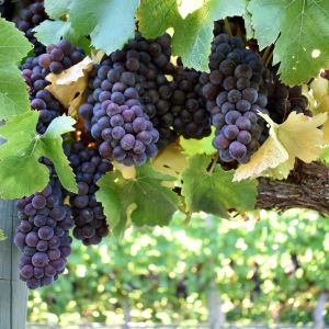 Truter Family Vineyard Red Grapes 